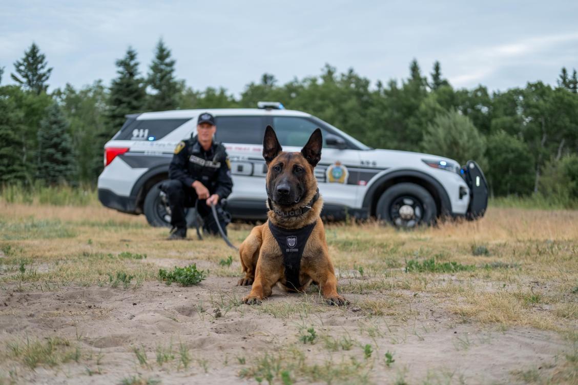 The Dog Unit K9 Unit Sheriff K9 Unit Clearance