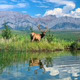 Radically Wild, True Tales of Adventure, Wilderness Survival - by Scott Sunderwald