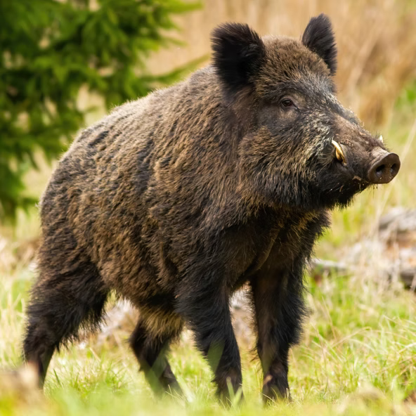 Radically Wild, True Tales of Adventure, Wilderness Survival - by Scott Sunderwald