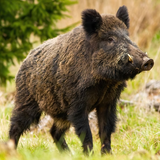 Radically Wild, True Tales of Adventure, Wilderness Survival - by Scott Sunderwald